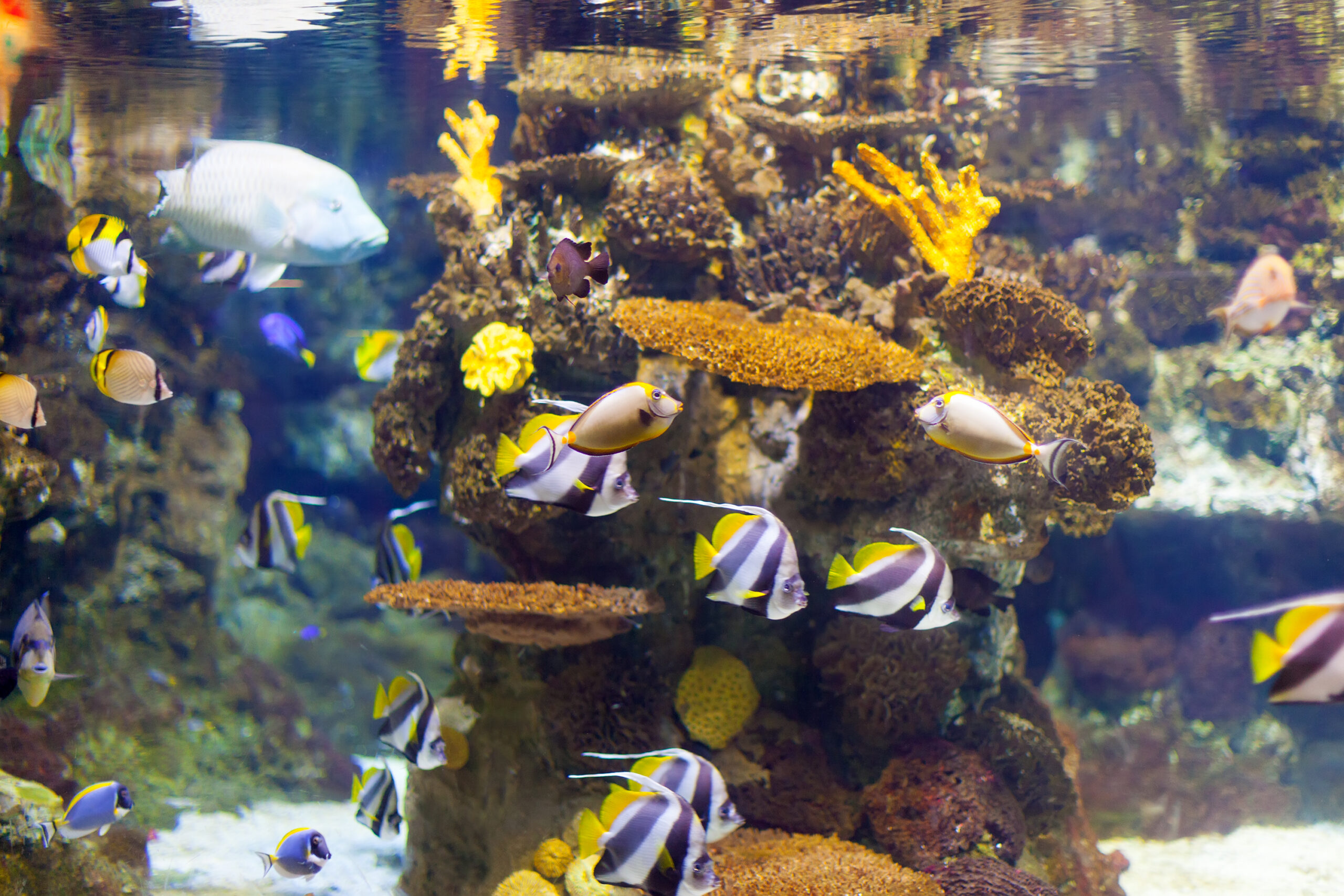 aquarium relocation